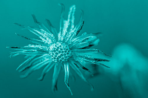 Dead Frozen Ice Covered Aster Flower (Cyan Shade Photo)