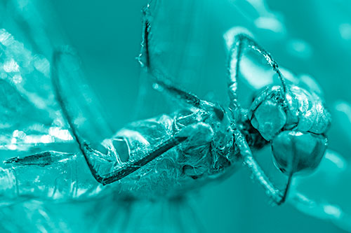 Dead Grotesque Dragonfly Peeling Eye Apart (Cyan Shade)