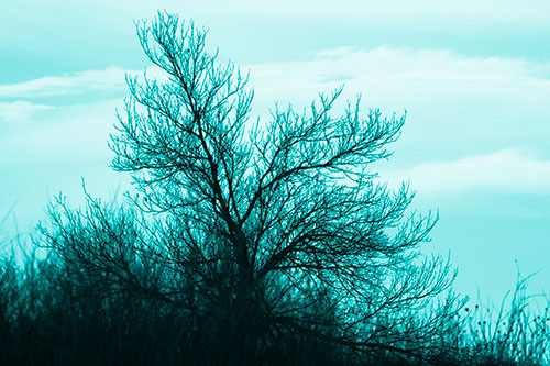 Dead Leafless Tree Standing Tall (Cyan Shade Photo)