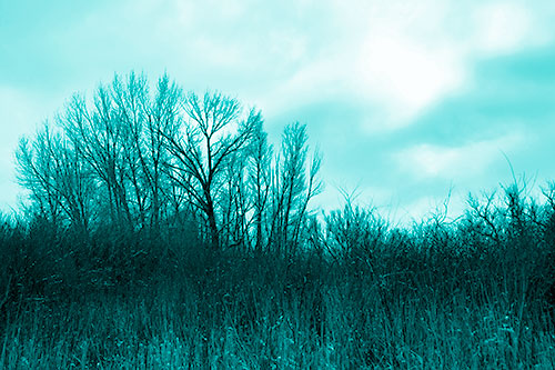 Dead Winter Tree Clusters Among Tall Grass (Cyan Shade Photo)