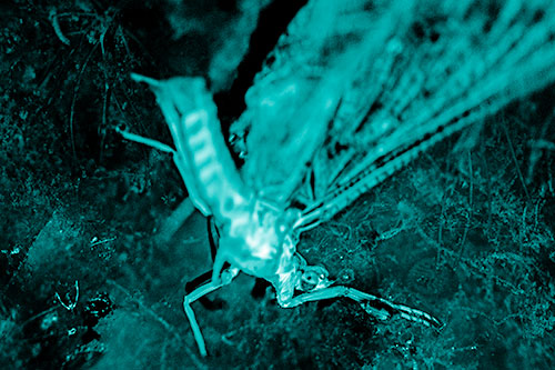 Deceased Mayfly Floating Atop Shallow River Shore (Cyan Shade)