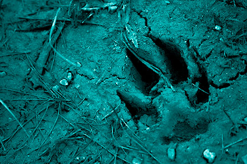 Deep Muddy Dog Footprint (Cyan Shade Photo)