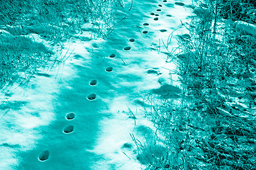 Deep Snow Animal Footprint Markings (Cyan Shade Photo)