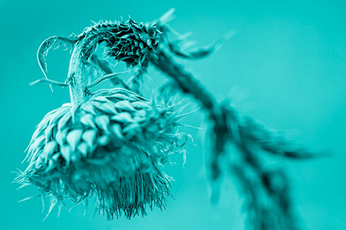 Depressed Slouching Thistle Dying From Thirst (Cyan Shade Photo)