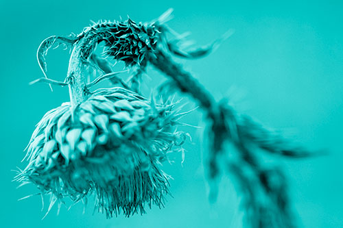 Depressed Slouching Thistle Dying From Thirst (Cyan Shade)
