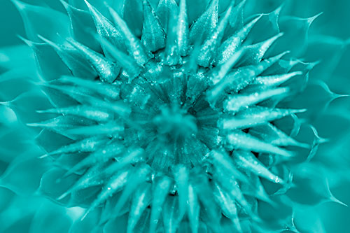Dew Drops Cover Blooming Thistle Head (Cyan Shade Photo)
