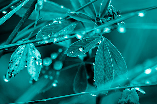 Dew Water Droplets Clutching Onto Leaves (Cyan Shade Photo)