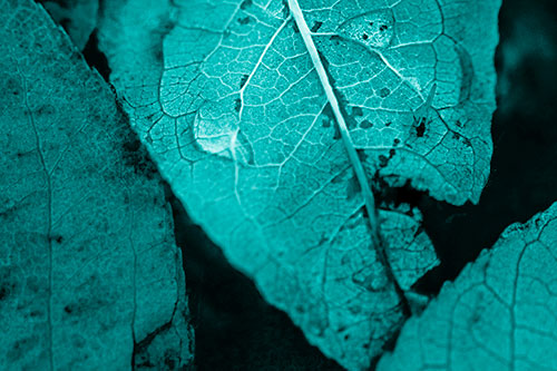 Dewy Eyed Leaf Face Cringing Towards Bug (Cyan Shade)