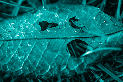 Dewy Pierced Leaf Face Screaming Among Grass Blades (Cyan Shade)