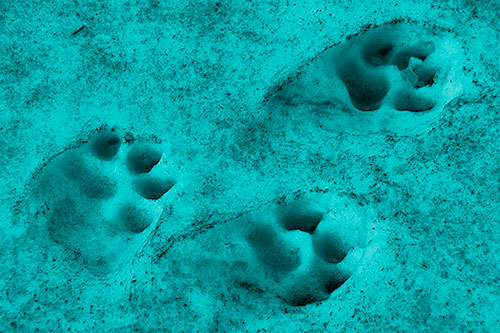 Dirty Dog Footprints In Snow (Cyan Shade Photo)