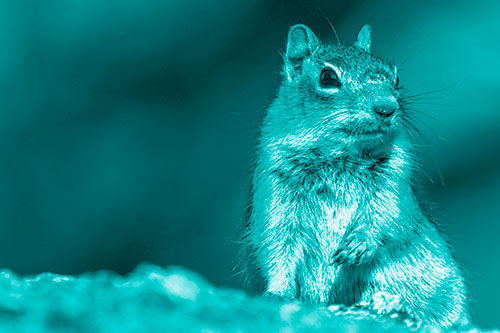 Dirty Nosed Squirrel Atop Rock (Cyan Shade Photo)
