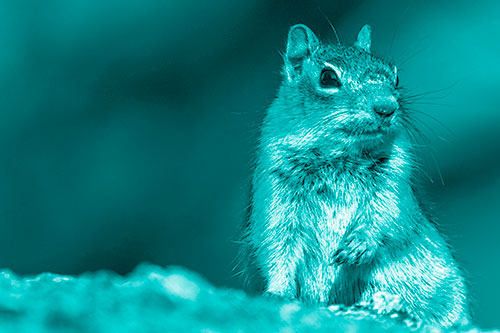 Dirty Nosed Squirrel Atop Rock (Cyan Shade)