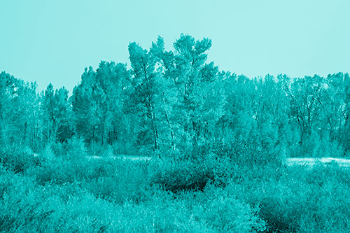 Distant Autumn Trees Changing Color Among Horizon (Cyan Shade Photo)