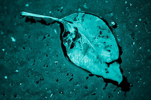 Distressed Rotting Leaf Face Among Wet Pavement (Cyan Shade)