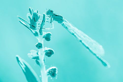 Dragonfly Clings Ahold Plant Top (Cyan Shade Photo)