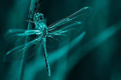 Dragonfly Grabs Ahold Grass Blade (Cyan Shade)