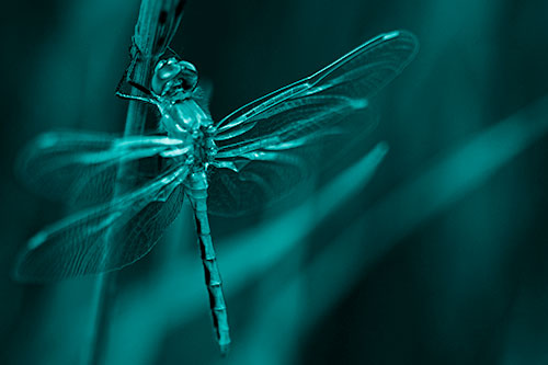 Dragonfly Grabs Ahold Grass Blade (Cyan Shade Photo)