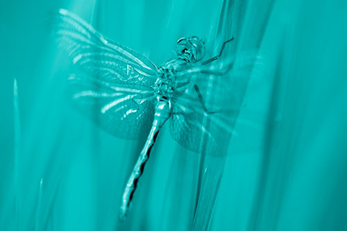 Dragonfly Grabs Grass Blade Batch (Cyan Shade Photo)
