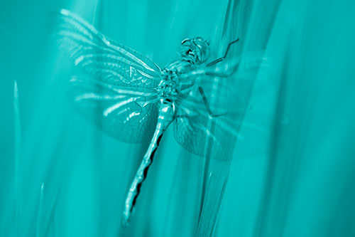 Dragonfly Grabs Grass Blade Batch (Cyan Shade)