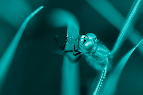 Dragonfly Hugging Grass Blade Tightly (Cyan Shade Photo)