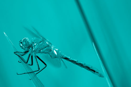 Dragonfly Perched Atop Sloping Grass Blade (Cyan Shade)