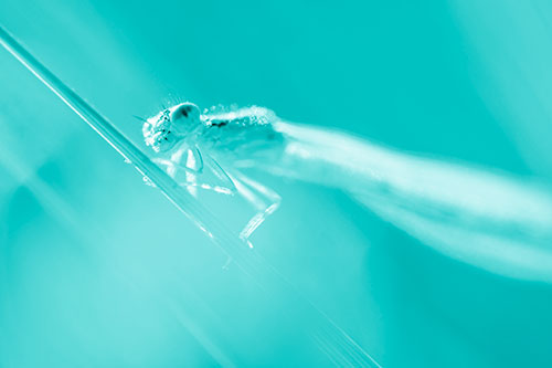 Dragonfly Rides Grass Blade Among Sunlight (Cyan Shade Photo)