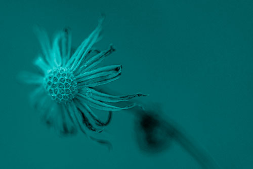 Dried Curling Snowflake Aster Among Darkness (Cyan Shade Photo)