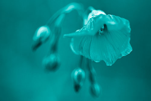 Droopy Flax Flower During Rainstorm (Cyan Shade Photo)