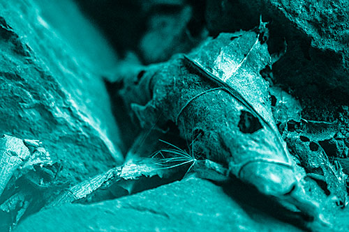 Dry Frowning Leaf Face Resting Between Rocks (Cyan Shade)