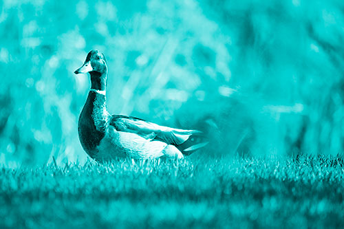 Duck On The Grassy Horizon (Cyan Shade Photo)