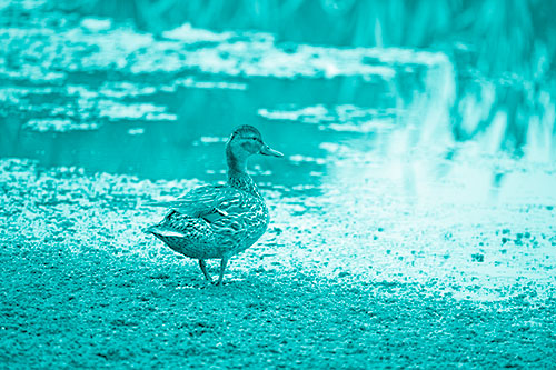 Duck Walking Through Algae For A Lake Swim (Cyan Shade Photo)