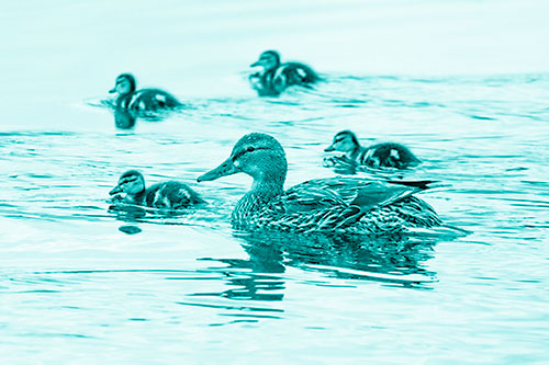 Ducklings Swim Along Mother Mallard Duck (Cyan Shade Photo)