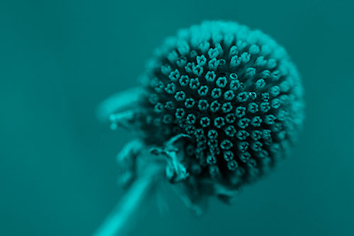 Dying Globosa Billy Button Craspedia Flower (Cyan Shade Photo)