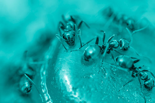 Excited Carpenter Ants Feasting Among Sugary Food Source (Cyan Shade Photo)