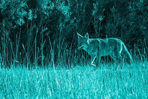 Exhausted Coyote Strolling Along Sidewalk (Cyan Shade Photo)