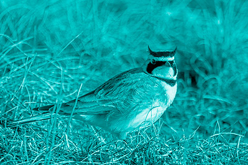 Eye Contact With A Horned Lark (Cyan Shade Photo)