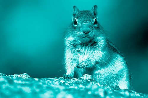 Eye Contact With Wild Ground Squirrel (Cyan Shade)