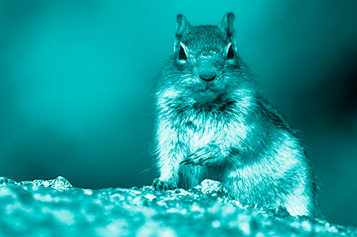 Eye Contact With Wild Ground Squirrel (Cyan Shade Photo)