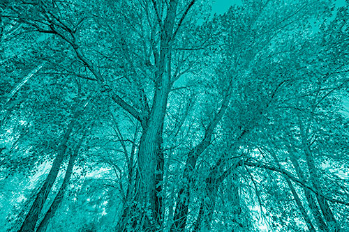 Fall Changing Autumn Tree Canopy Color (Cyan Shade Photo)