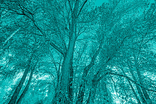 Fall Changing Autumn Tree Canopy Color (Cyan Shade)
