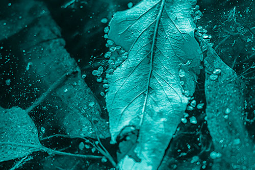 Fallen Autumn Leaf Face Rests Atop Ice (Cyan Shade Photo)
