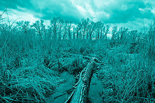 Fallen Snow Covered Tree Log Among Reed Grass (Cyan Shade Photo)