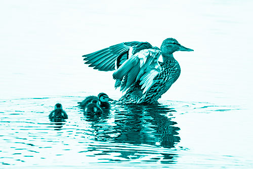Family Of Ducks Enjoying Lake Swim (Cyan Shade Photo)