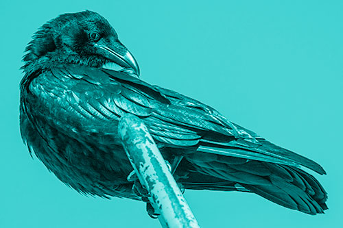 Feather Cleaning Raven Perched Atop Rusted Rail (Cyan Shade)