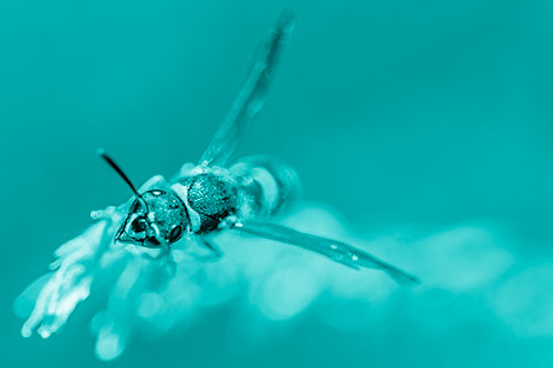 Feisty Wasp Gazes Upwards Among Plant Top (Cyan Shade)