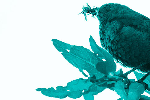 Female Brewers Blackbird Collects Mouthful Of Bugs (Cyan Shade Photo)