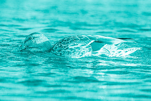 Female Mallard Duck Feasting Among River Water (Cyan Shade)