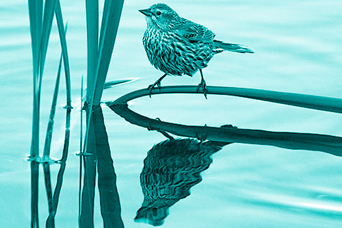 Female Red Winged Blackbird Casts Reflection Atop Bent Water Reed (Cyan Shade)