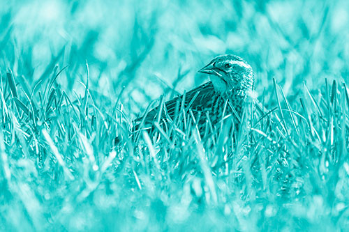 Female Red Winged Blackbird Taking Gander Among Grass (Cyan Shade)