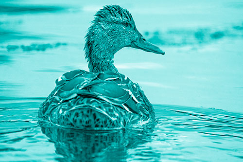 Floating Female Mallard Duck Glancing Sideways (Cyan Shade Photo)